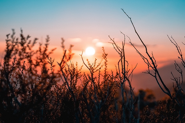 Sunset with trees in front